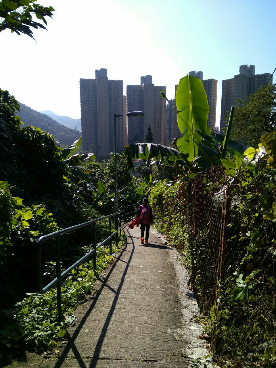 2019沙田游玩攻略,沙田再坐小巴去黄泥头,爬一. 【去哪儿攻略】