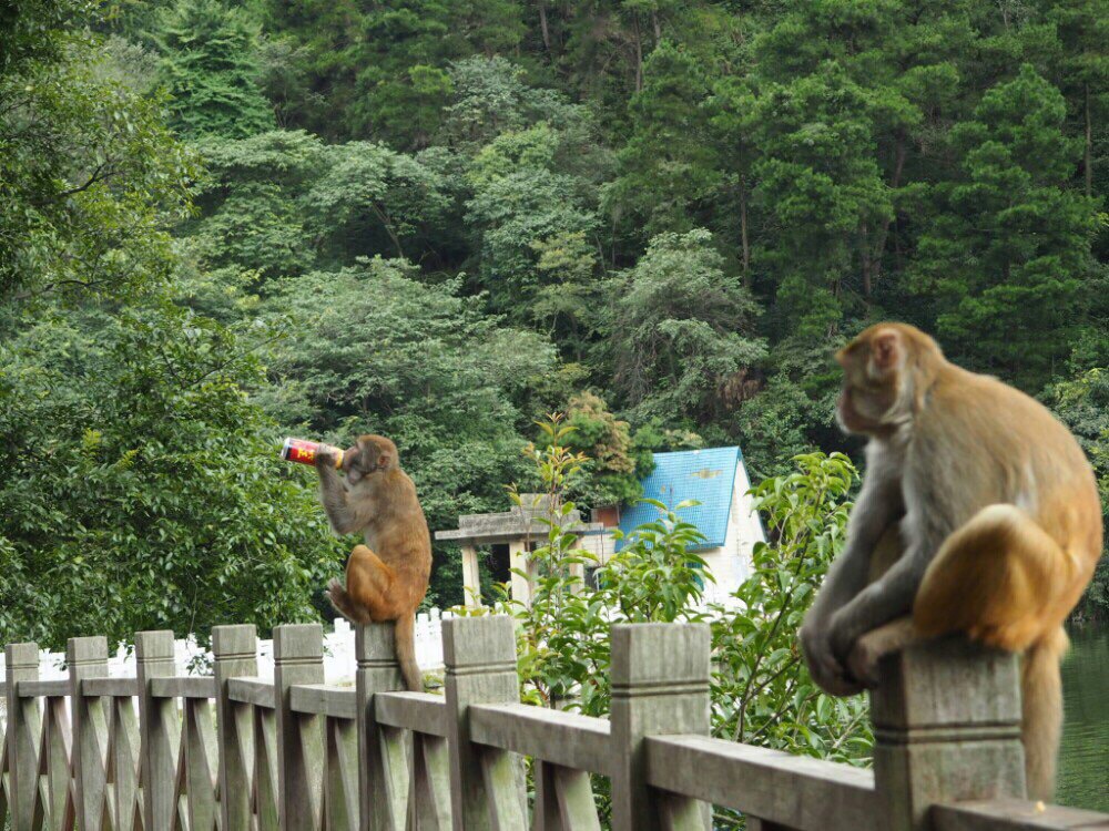 攻略】贵阳黔灵山公园景点,黔灵山最大的亮点是到处都可以看见猴子