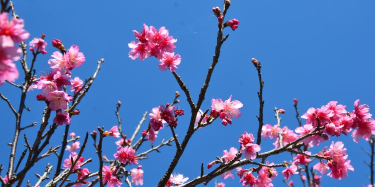 今归仁城迹赏樱记 冲绳游记 一 今归仁村游记攻略 携程攻略