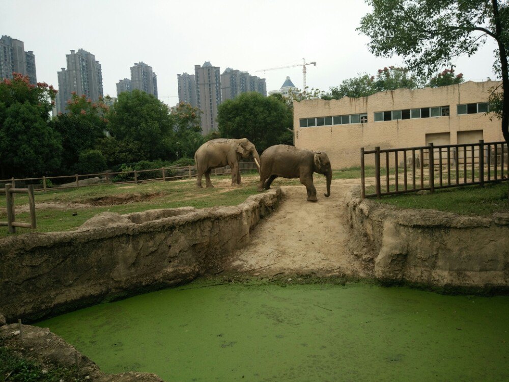 位於南昌市桃花南路,是新建的動物園,在總體佈局上按照動物地理和習性