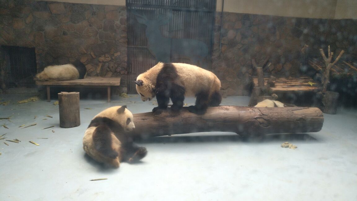 成都動物園