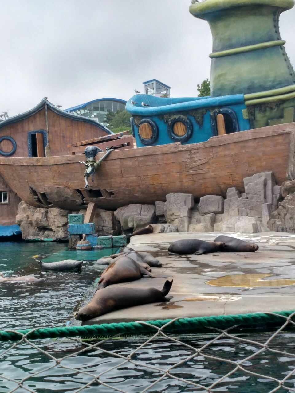 2023大连老虎滩海兽馆游玩攻略,.态可掬的可爱模样,午间它.
