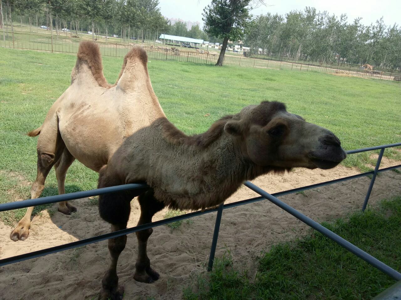 大興野生動物園門票(大興野生動物園門票需要預約嗎)