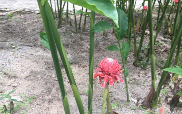 火炬姜 千呼万唤方识君 泰国游记攻略 携程攻略