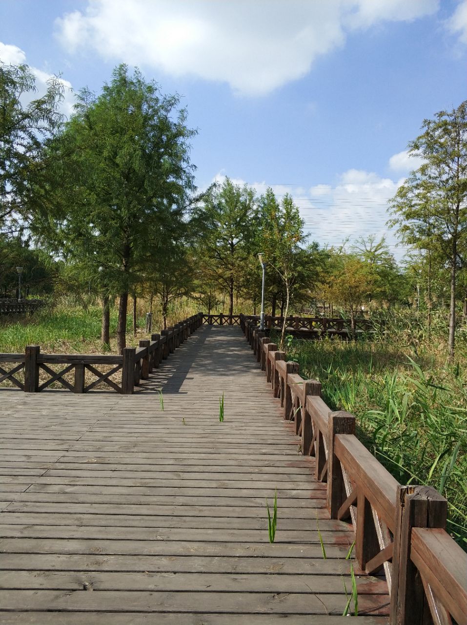 康桥生态园沔青绿地