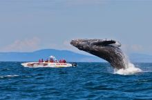 全球观鲸指南 l 去哪里邂逅“海洋巨人”？看这篇就对了！