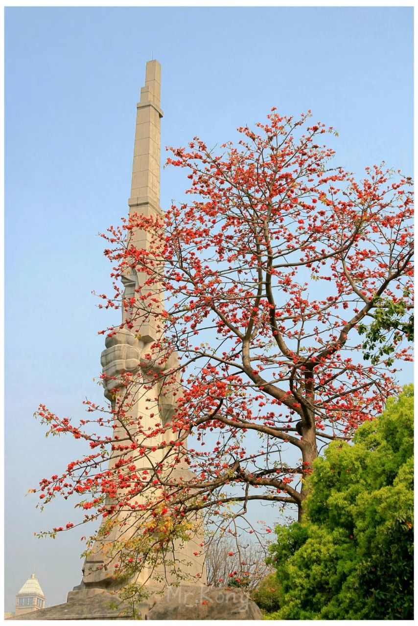 广州起义烈士陵园里的红棉花又盛开了.让我想起了《红棉赞》这首歌.