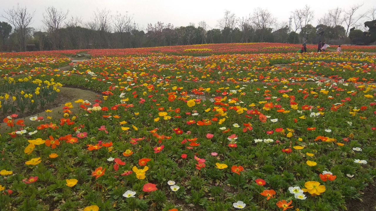 【携程攻略】上海周浦花海好玩吗,上海周浦花海景点怎么样_点评_评价