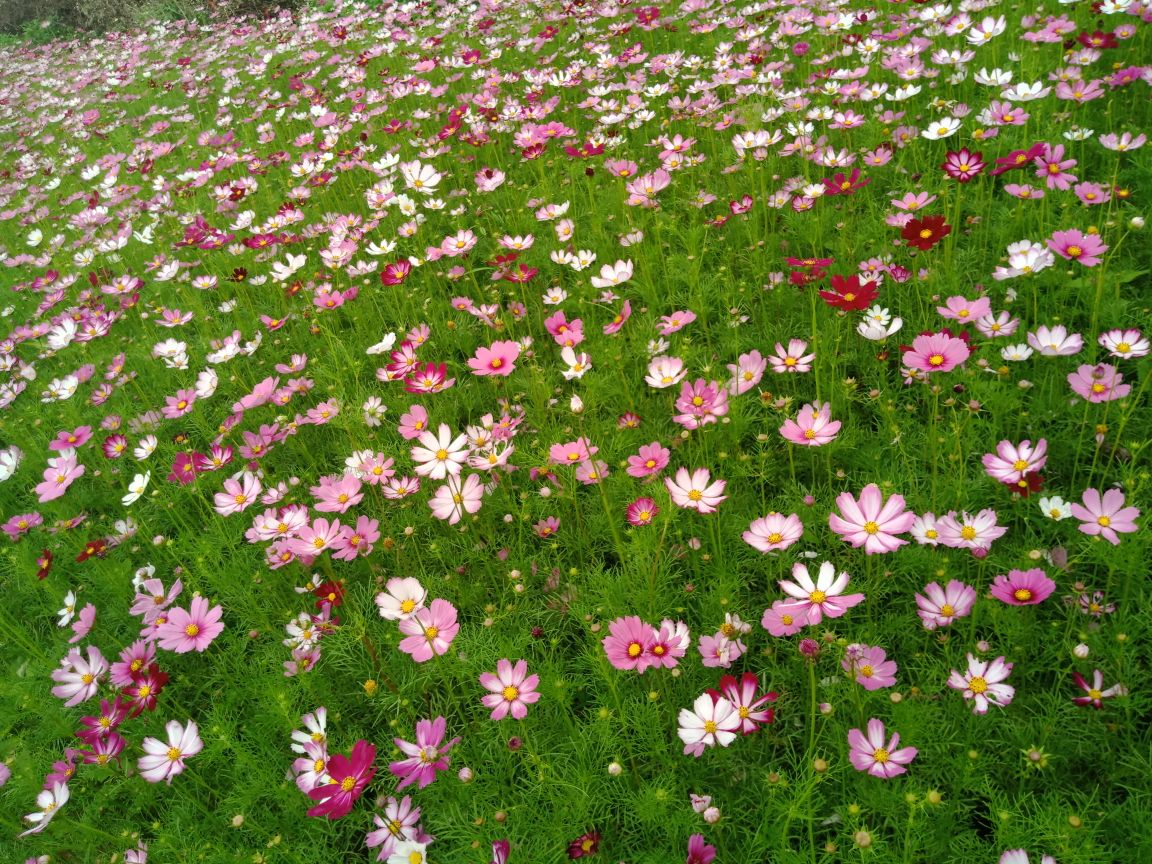 花千谷格桑花世界