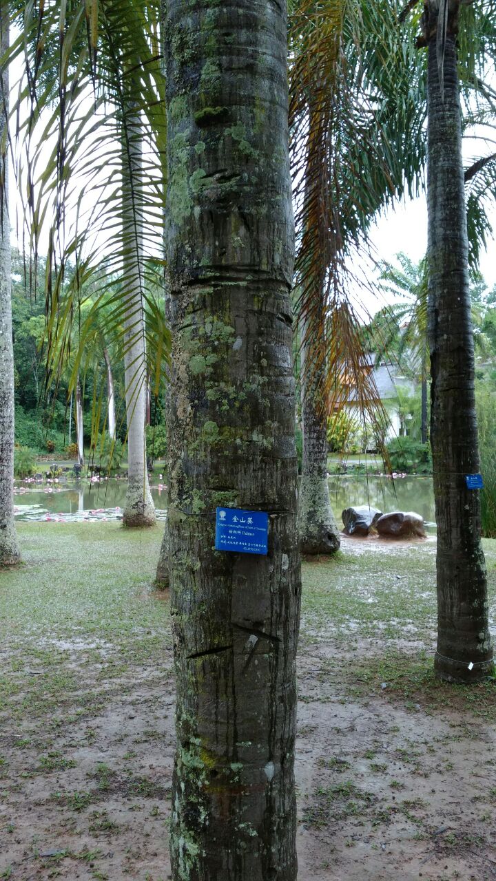 中科院西雙版納熱帶植物園旅遊景點攻略圖