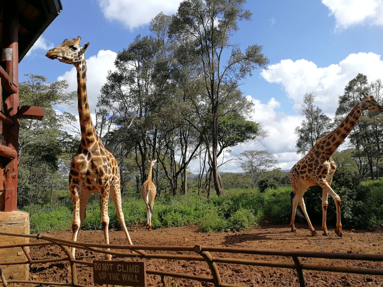 长颈鹿中心giraffe centre