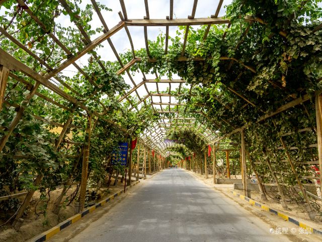 千里葡萄长廊