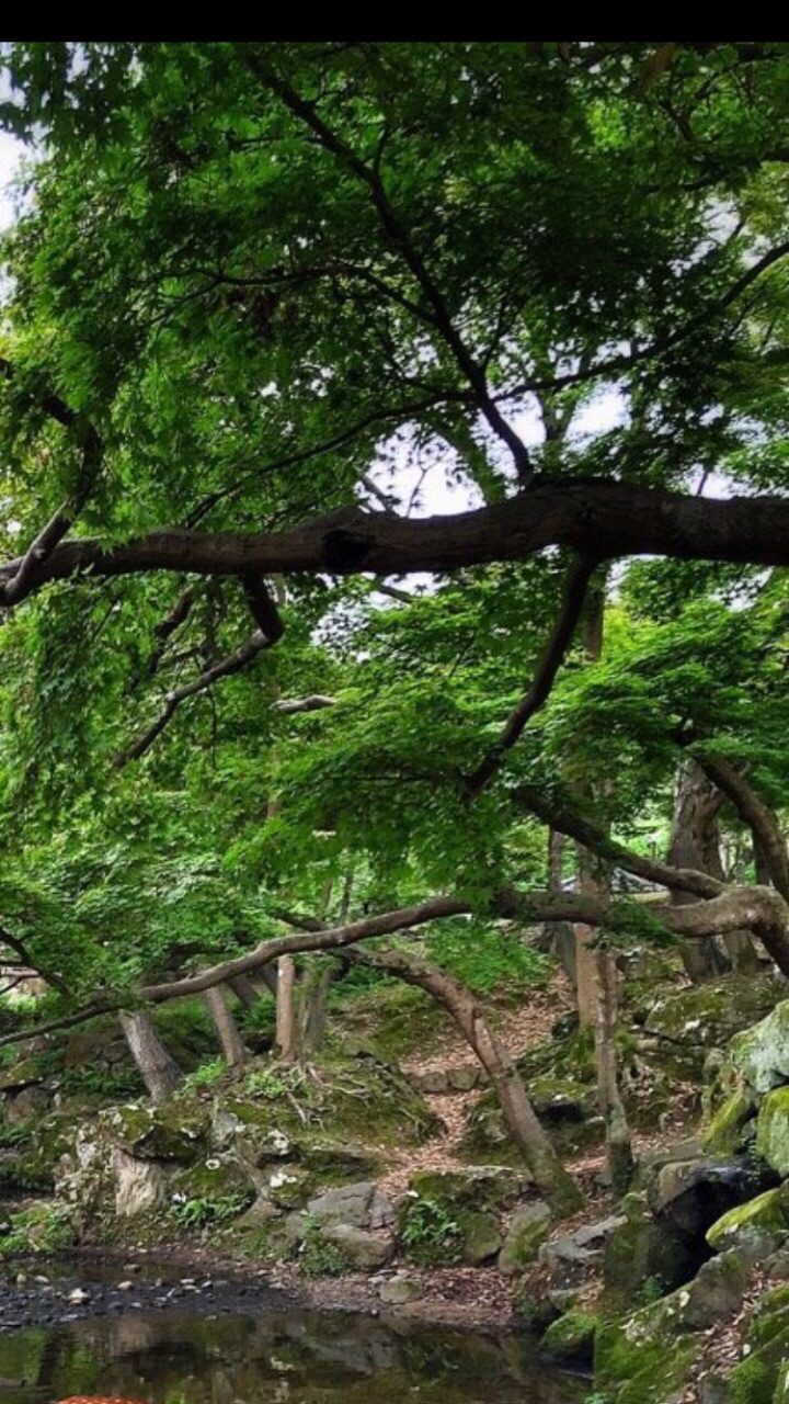 春日山原始林风景大好,很多小鹿在森林里穿梭,好像在偷偷监视我们有没