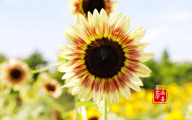 向日葵合拍 杭州湾海上花田 盛开的向日葵竟然有这么多品种和色彩 绍兴游记攻略 携程攻略