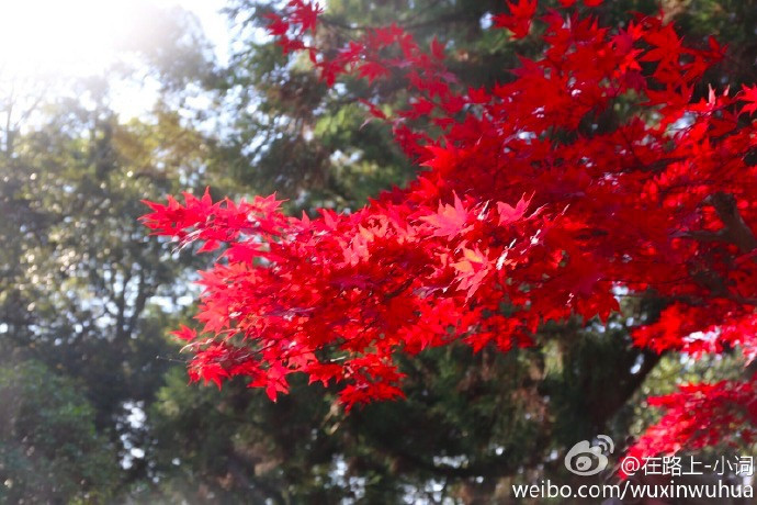小词词奈良县 Nara Ken 奈良市自由行旅拍 旅游景点攻略 携程 小词词奈良县 Nara Ken 奈良市自由行旅拍 旅游景点攻略 携程