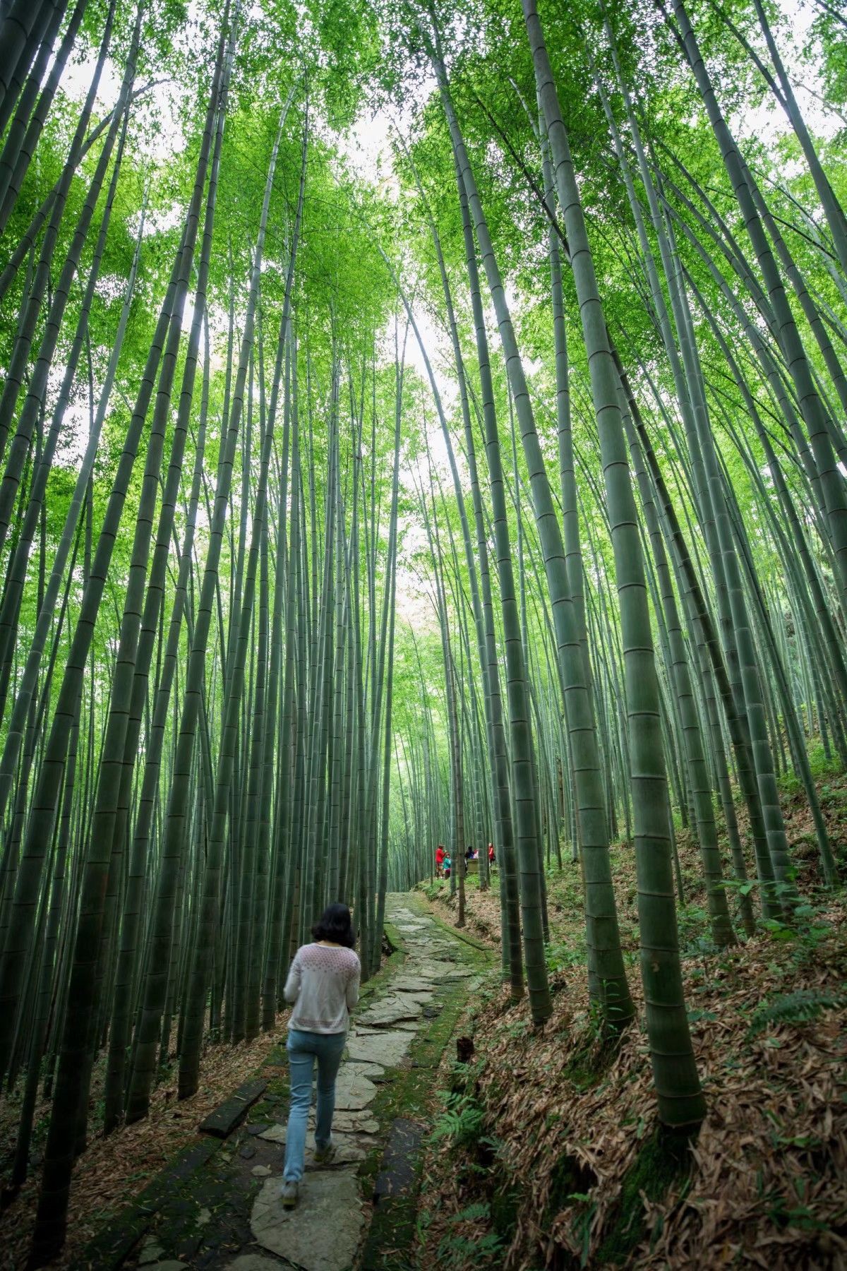 五峰山國家森林公園