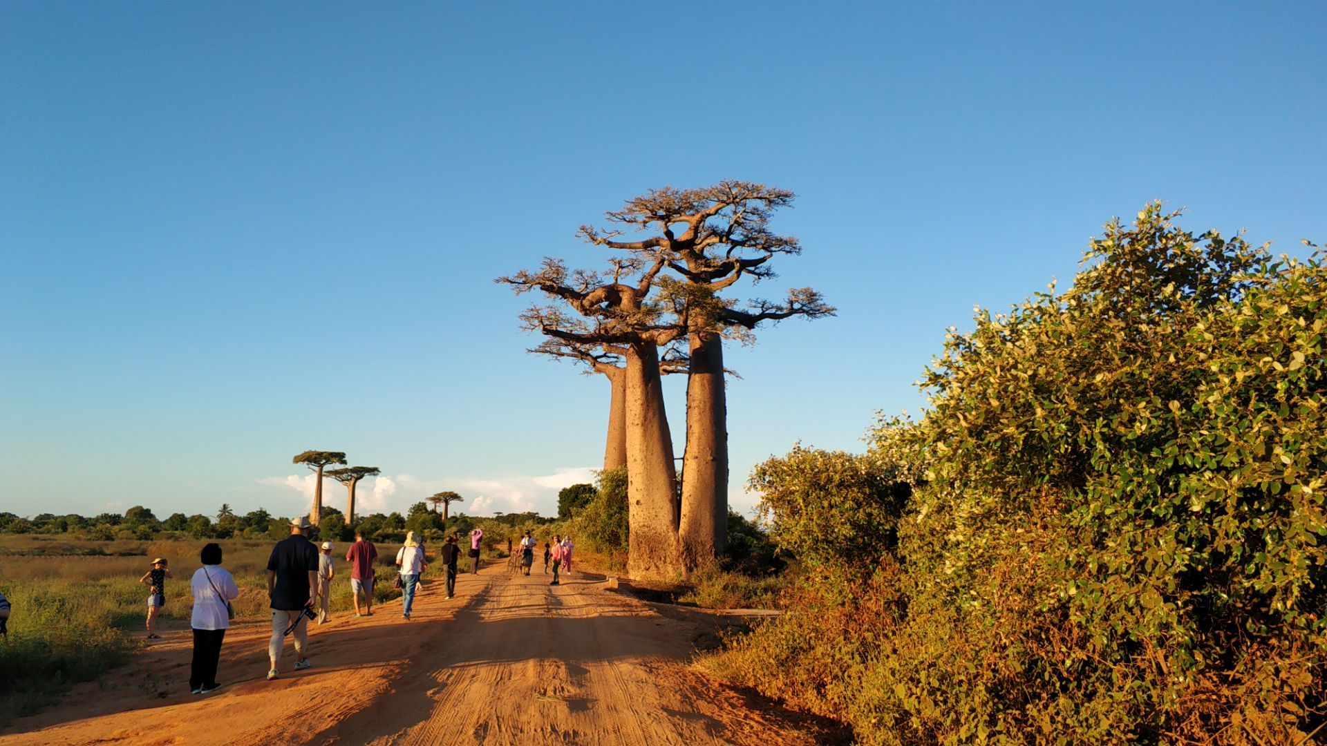 马达加斯加猴面包树大道，一生必去一次的地方 - 知乎