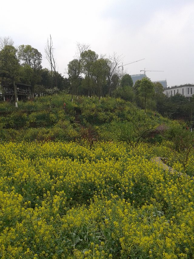 重庆西南大学新品种油菜花试验田位于重庆市北碚区天生路西南大学内是