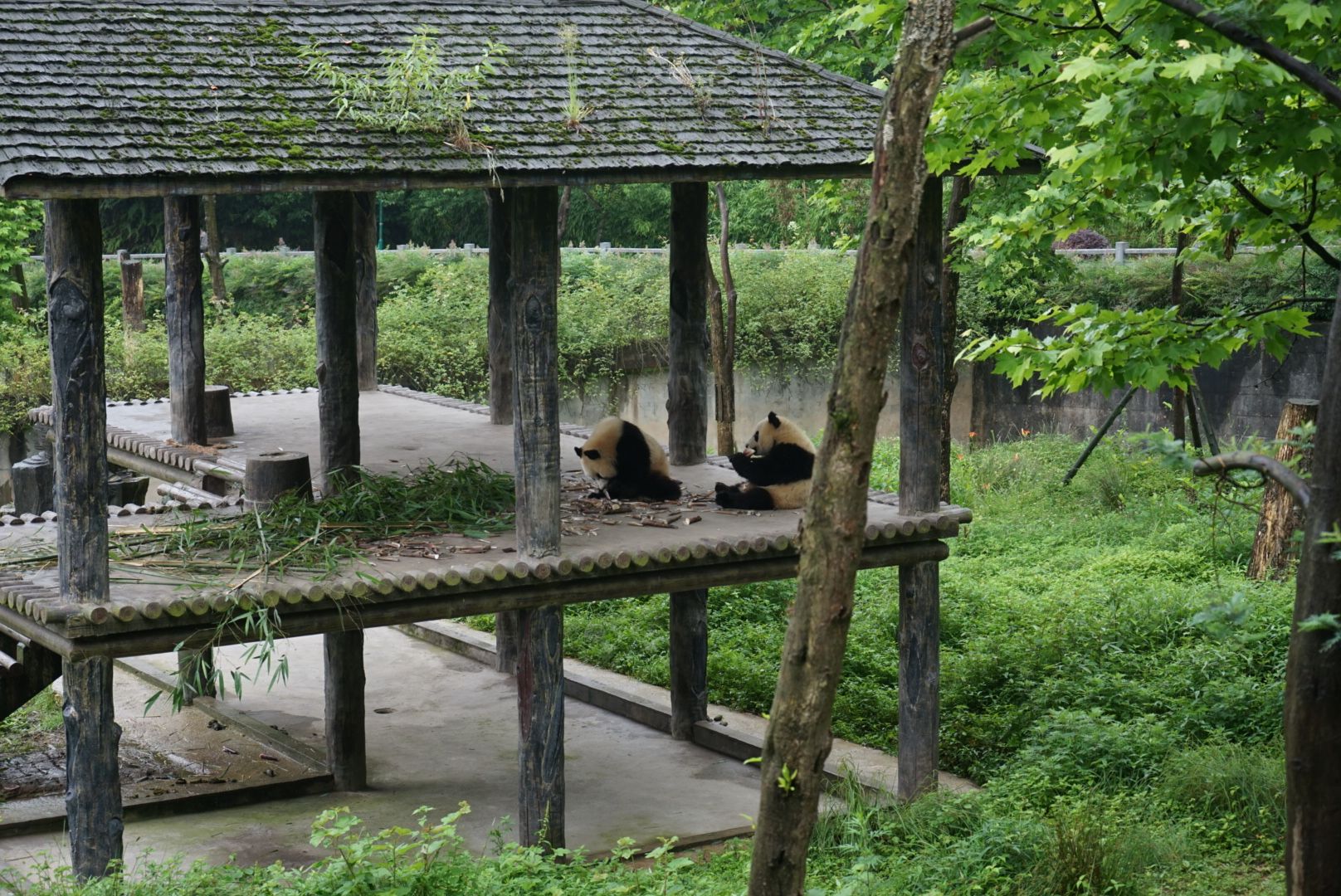 中国保护大熊猫研究中心雅安碧峰峡基地 - 知乎
