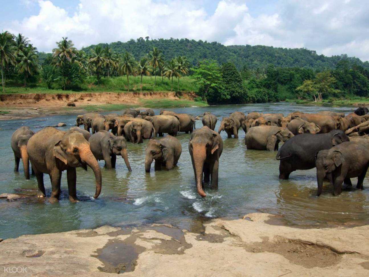 2023品纳维拉大象孤儿院游玩攻略,我们很少能近距离看到野生动.