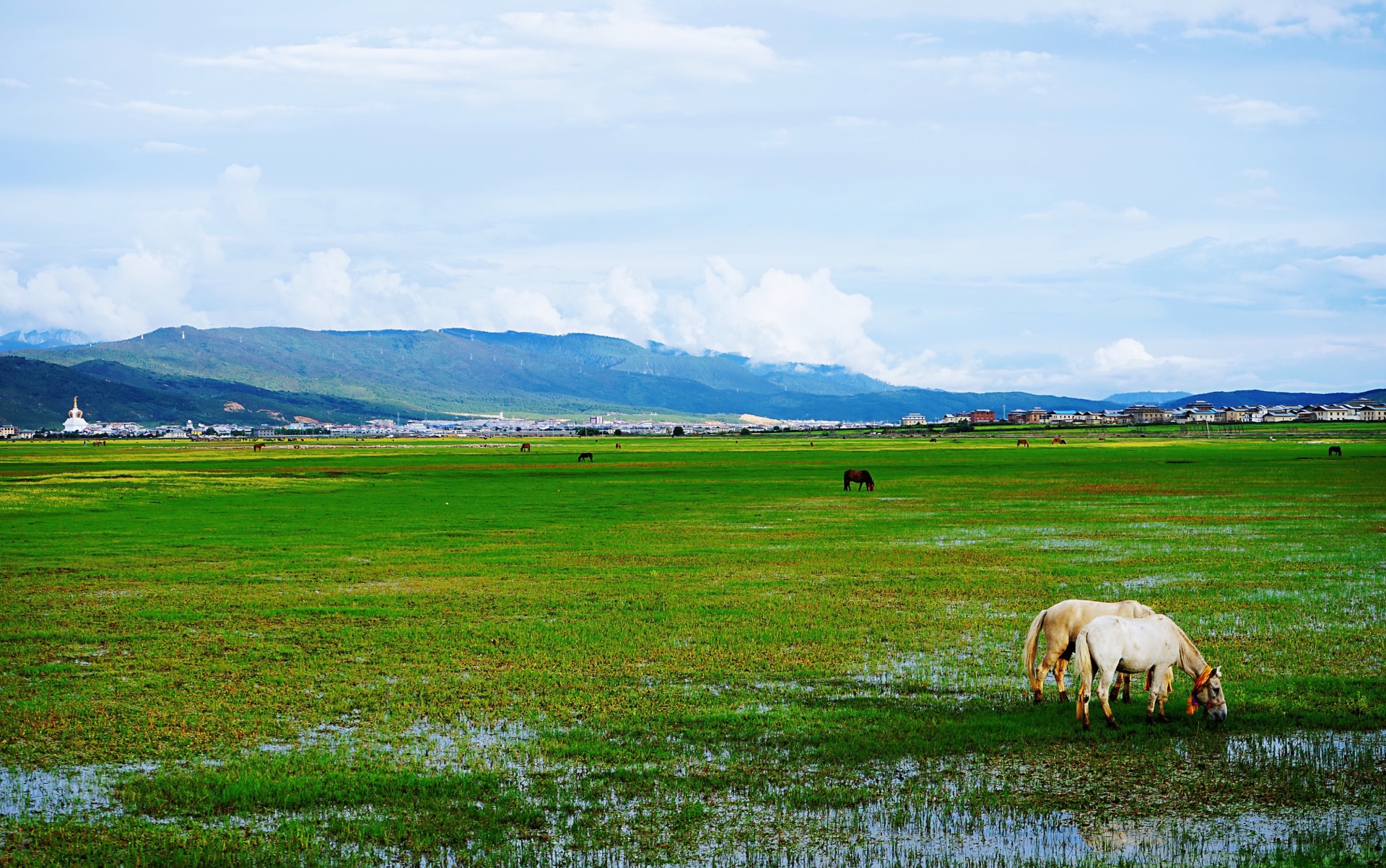 香格里拉——纳帕海草原摄影|摄影|风光摄影|陈佩榆 - 原创作品 - 站酷 (ZCOOL)
