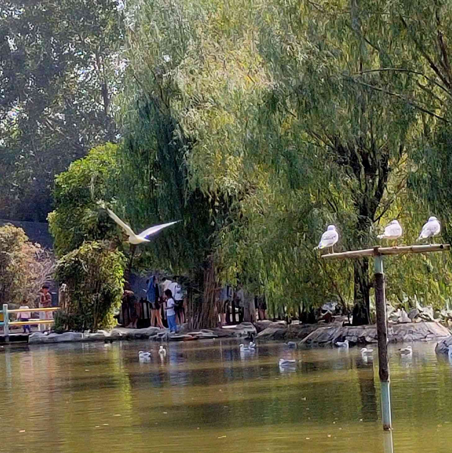 漯河神州鳥園好玩嗎,漯河神州鳥園景點怎麼樣_點評_評價【攜程攻略】