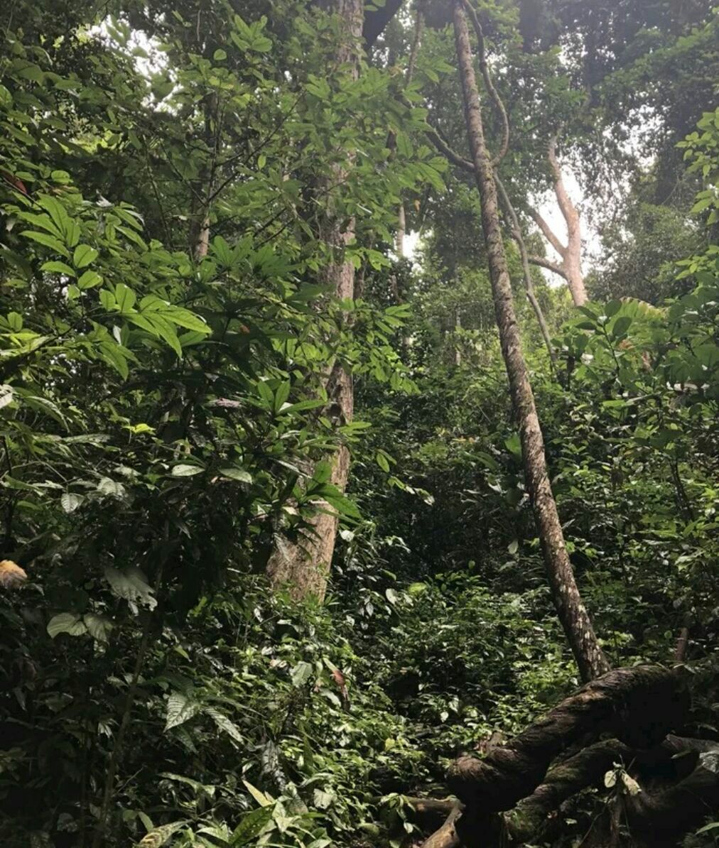 西雙版納雨林谷