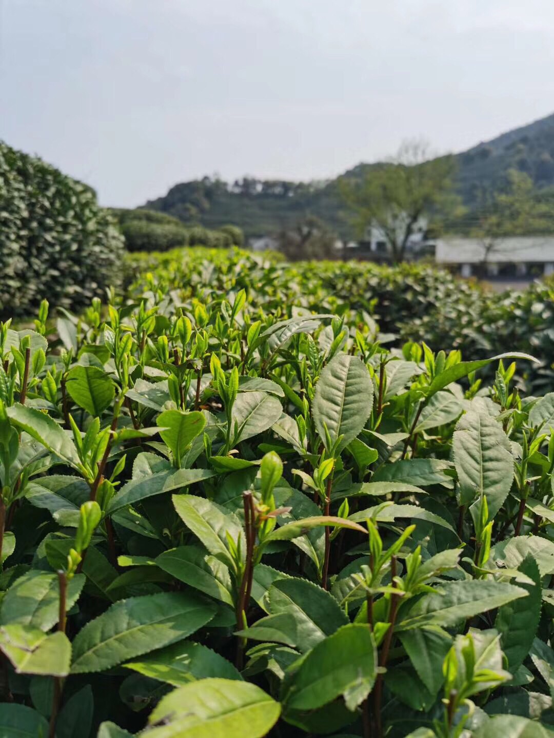 【携程攻略】杭州老龙井十八棵御茶园景点,龙井问茶是西湖新十景之一，免费景区，随处可见的茶园，在大树的掩映…
