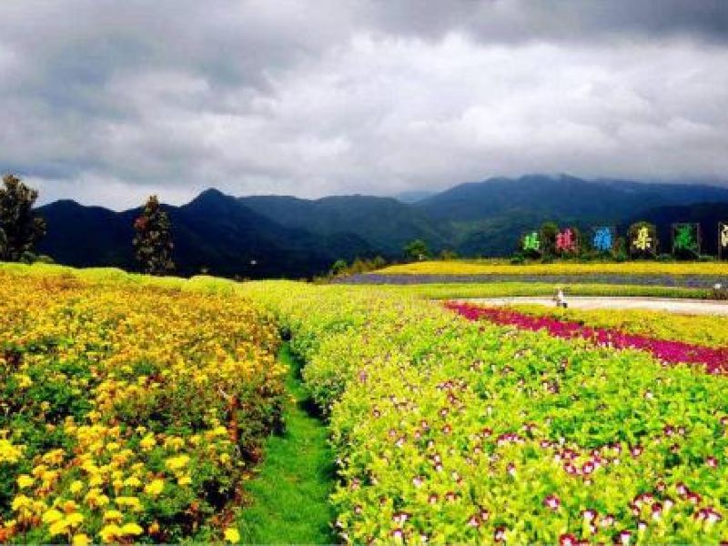 新津清泉花海攻略-清泉花海門票價格多少錢-團購票價預定優惠-景點