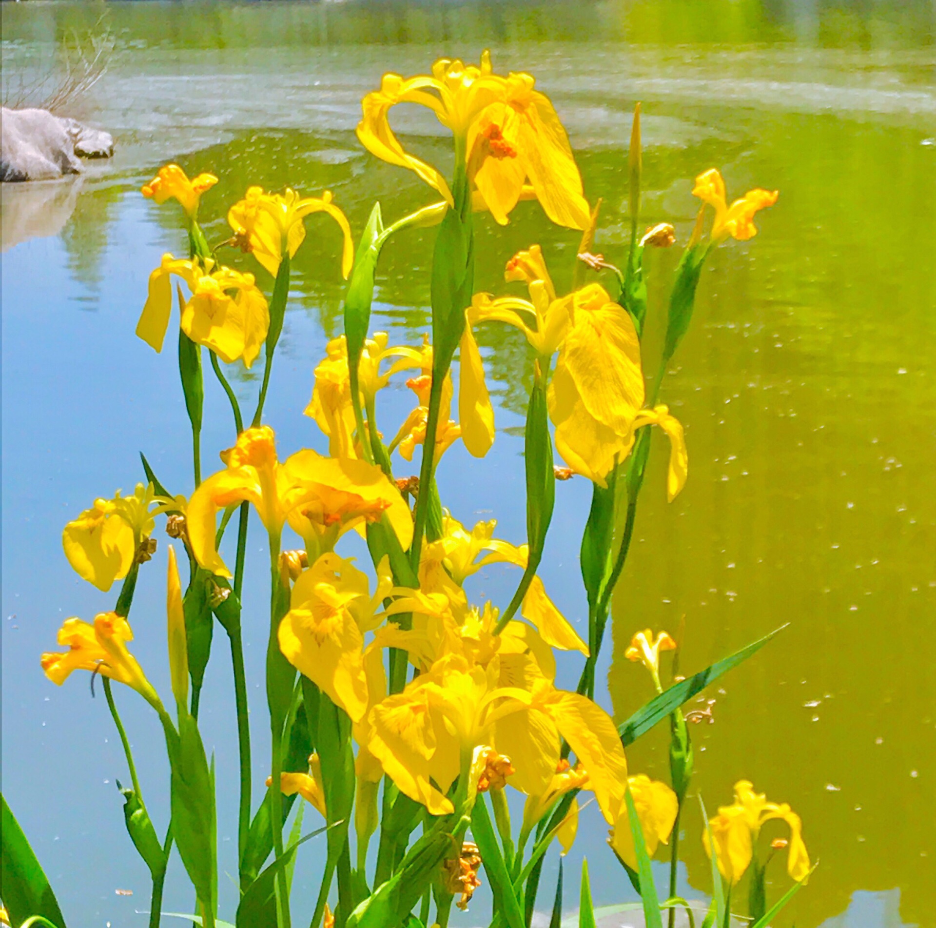 攀石探流 寻访菖蒲 ---水生花卉中的骄子 黄菖蒲,原产于欧洲,现已是