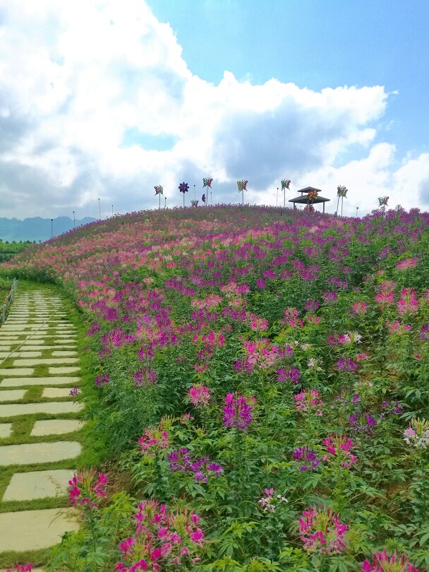 桐梓黔北花海好玩嗎,桐梓黔北花海景點怎麼樣_點評_評價【攜程攻略】