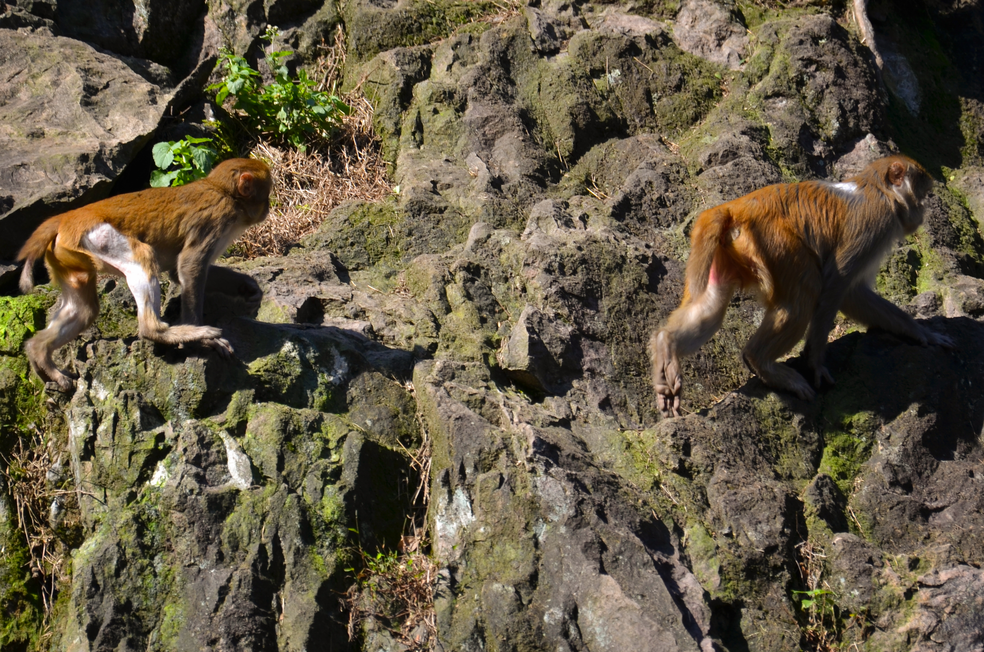 看见许多野生猴子的 好可爱的 我们拍了好多照片的吧   还去爬山