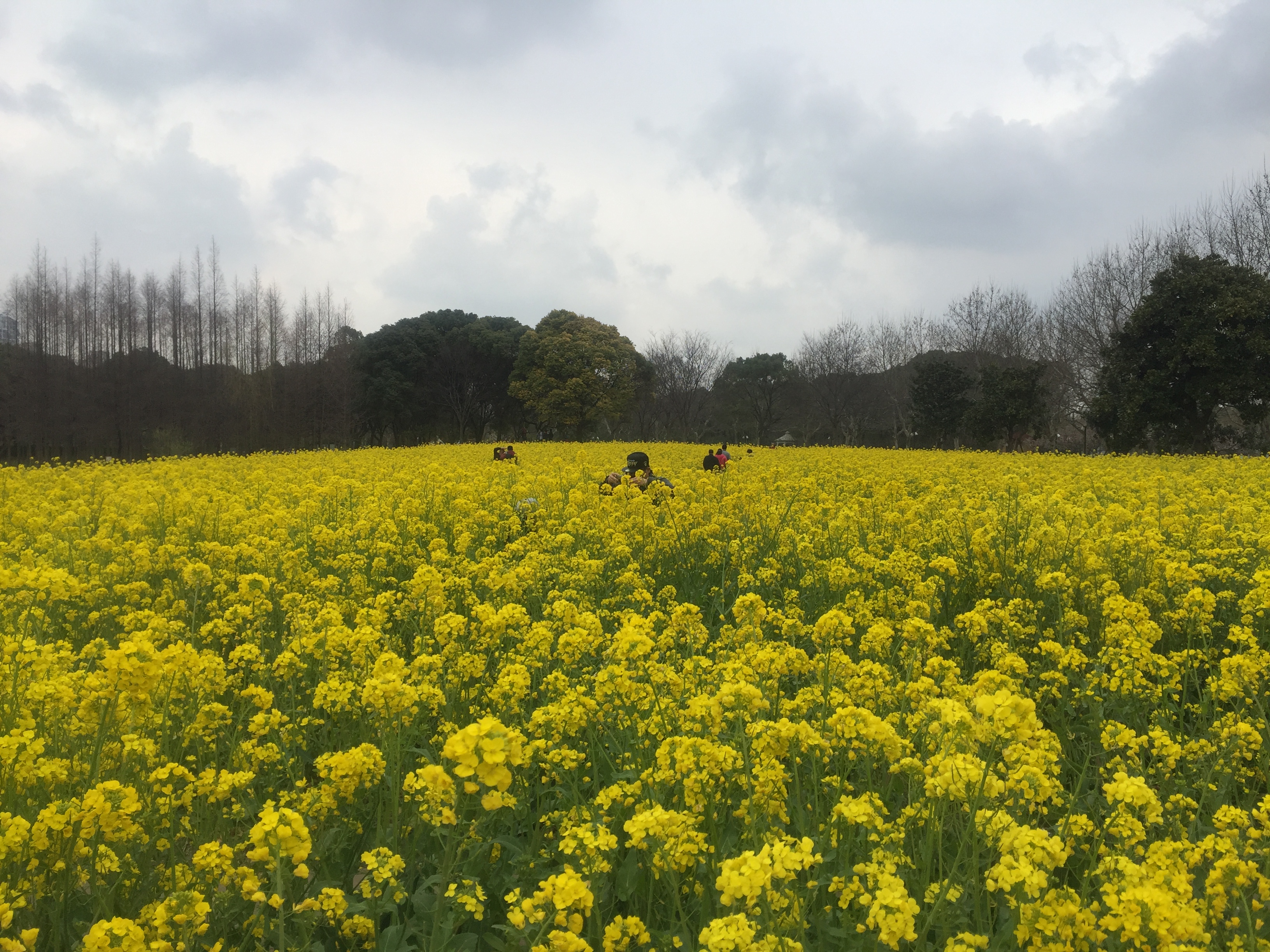 【攜程攻略】上海世紀公園景點,冬去春來,又到了賞花的季節.