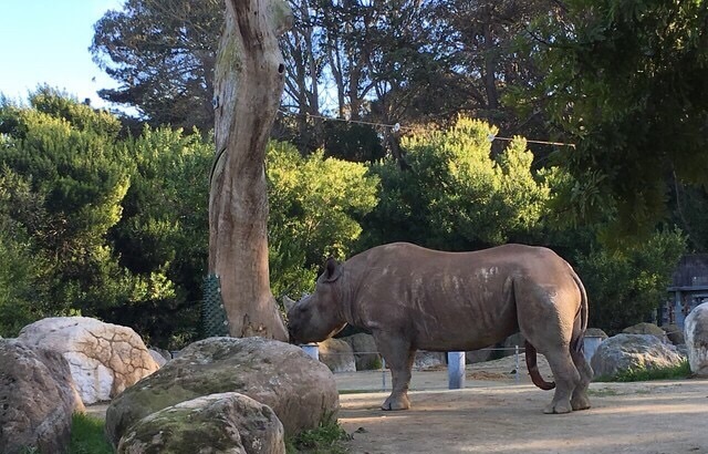 2023旧金山动物园游玩攻略,.还行,基本上是散养的状态.【去哪儿攻略】