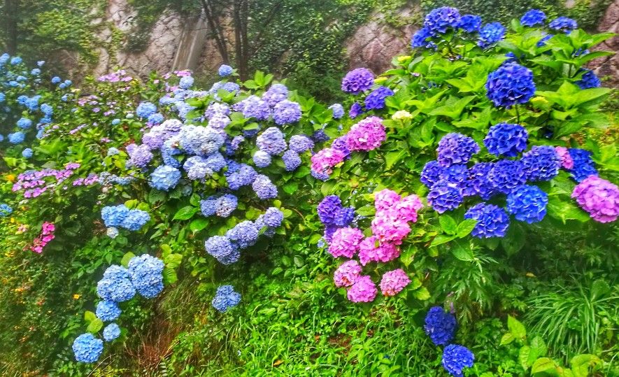 六甲高山植物园