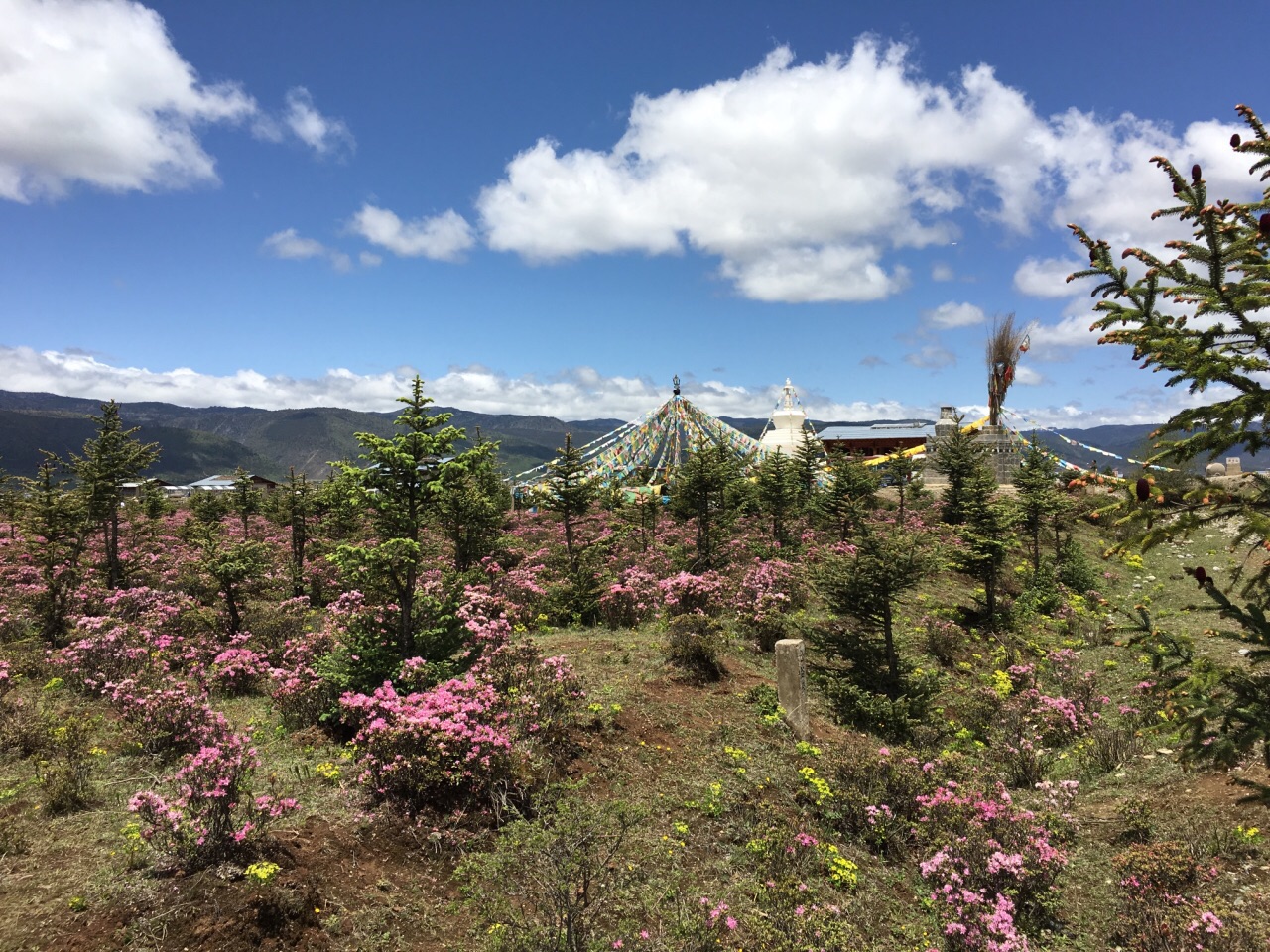 2019小中甸花海_旅遊攻略_門票_地址_遊記點評,香格里拉旅遊景點推薦