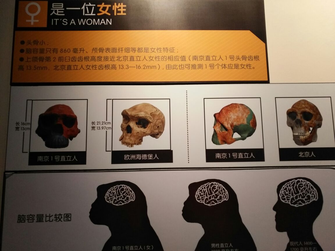 直立人化石遗址博物馆位于汤山旅游度假区内是南京最有名的博物馆之一