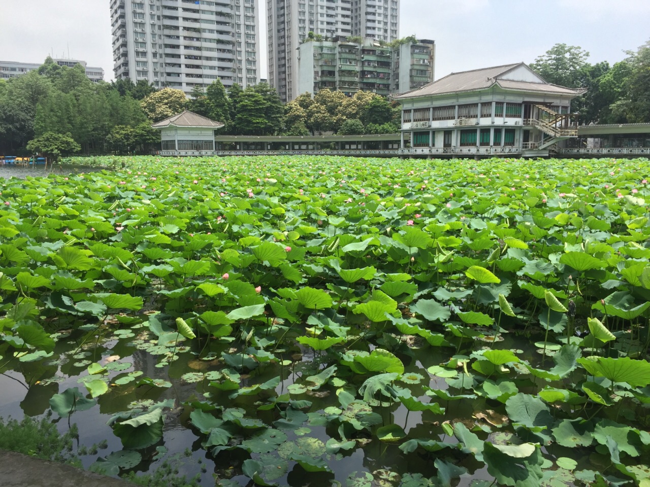 2019荔灣湖公園_旅遊攻略_門票_地址_遊記點評,廣州旅遊景點推薦 - 去