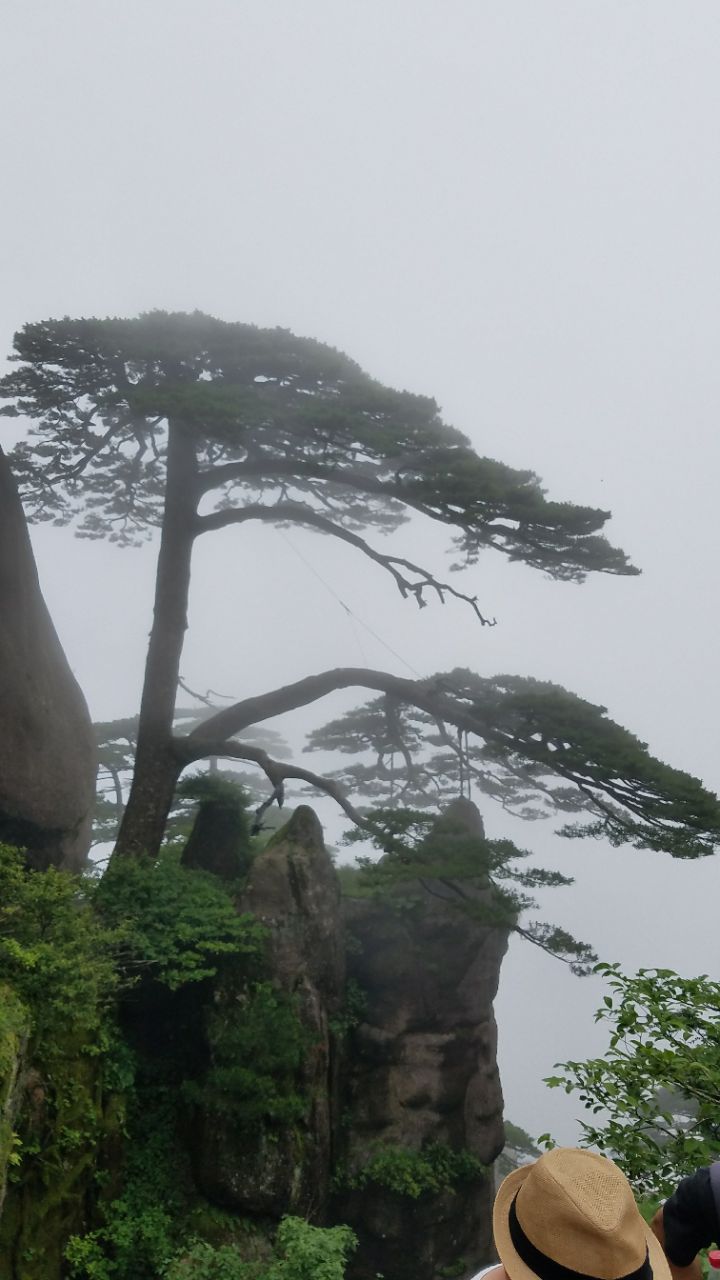 2019迎客松_旅遊攻略_門票_地址_遊記點評,黃山區旅遊景點推薦 - 去