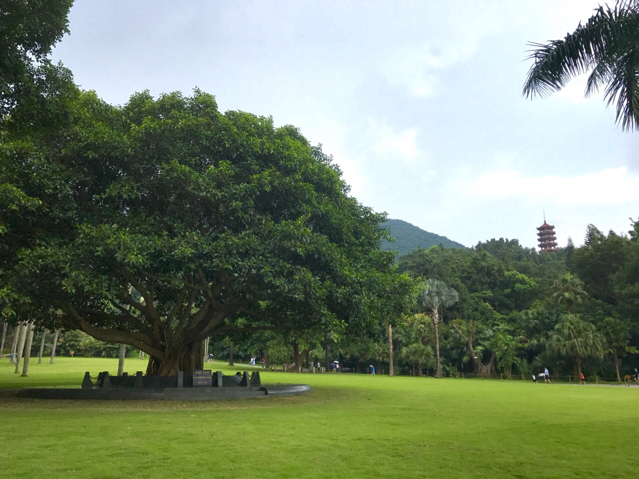 2023仙湖植物園遊玩攻略,景色秀麗,園區佔地面積很大.【去哪兒攻略】