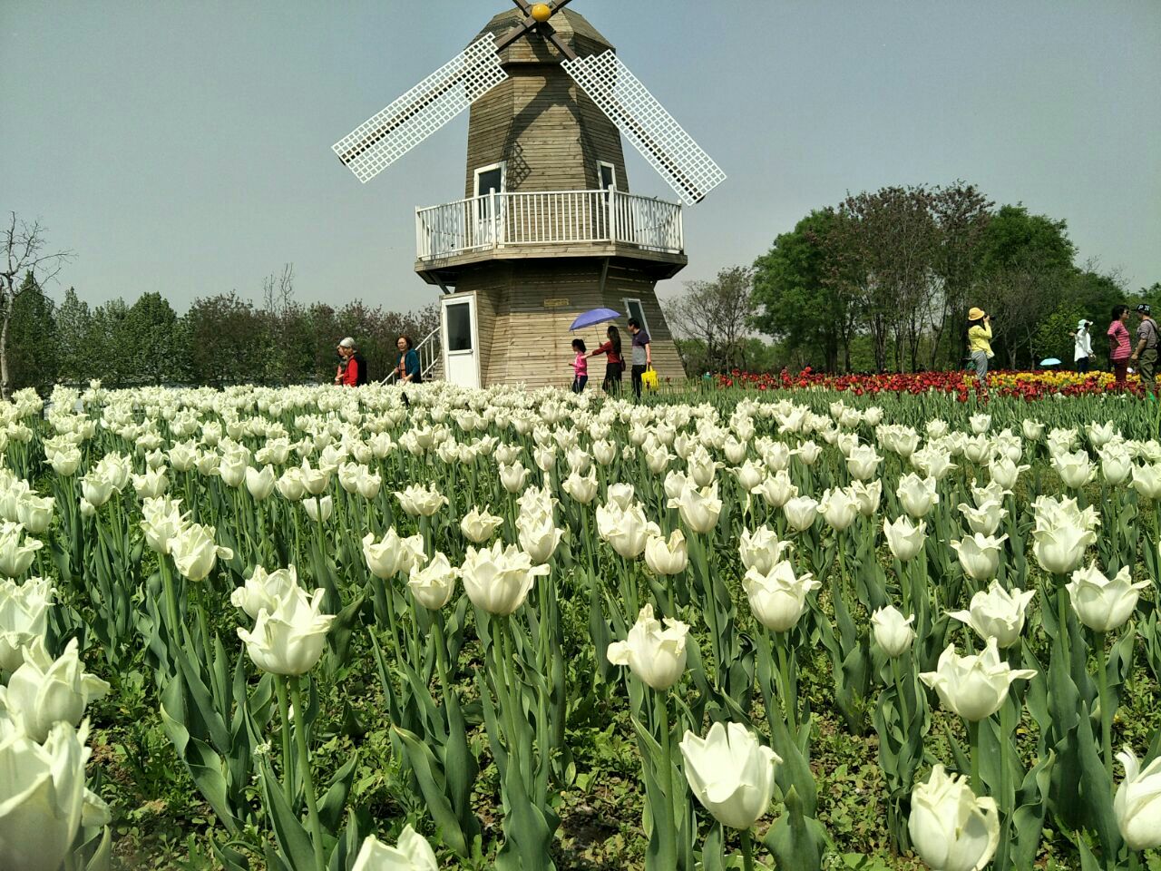 2019北京國際鮮花港_旅遊攻略_門票_地址_遊記點評,順義旅遊景點推薦