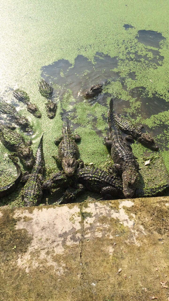 南泰鳄鱼湖动物园图片