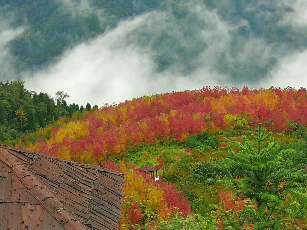【携程攻略】什邡什邡红峡谷景点,红枫林的红叶太漂亮了，就像一副水彩画