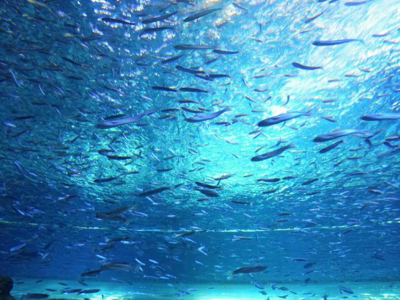 aqua planet水族馆