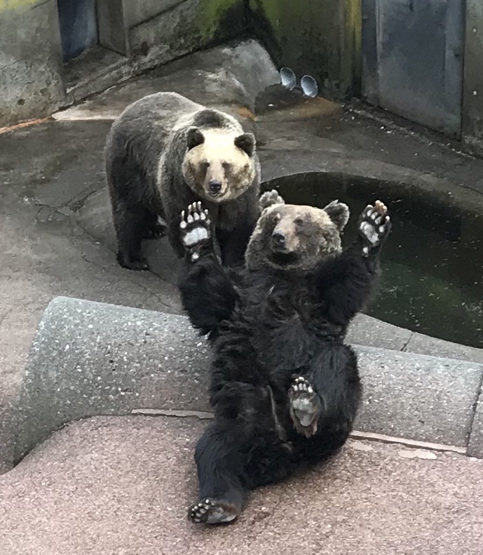 昭和新山熊牧场