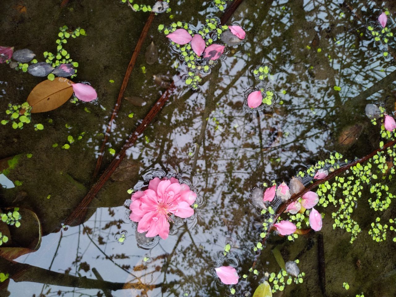 长洲洪圣庙图片