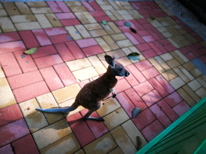 考拉在哪睡觉 10080q000000gjhygC709_R_671_10000_Q90.jpg?proc=autoorient