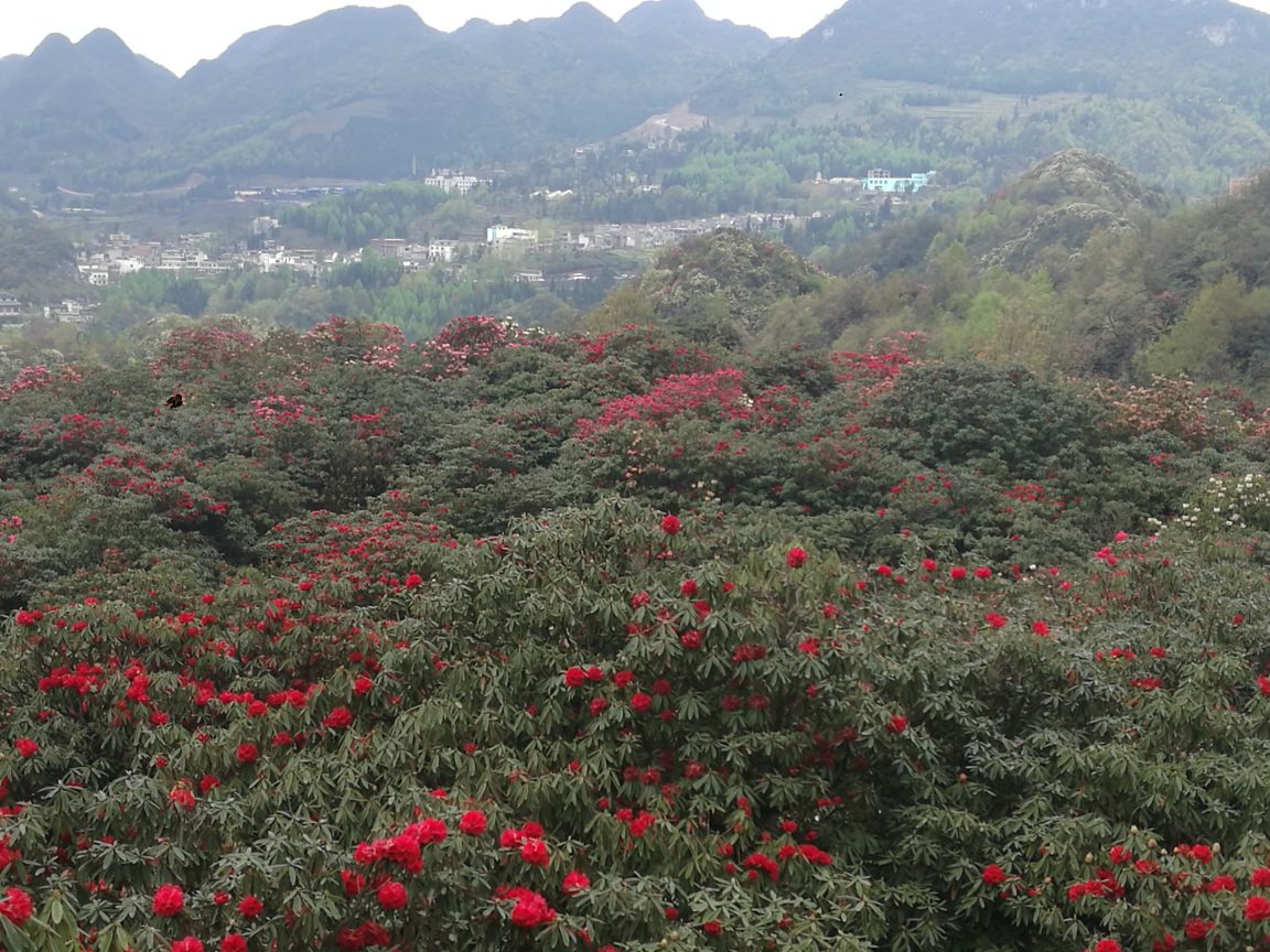 2019百里杜鹃风景区_旅游攻略_门票_地址_游记点评,毕节旅游景点推荐