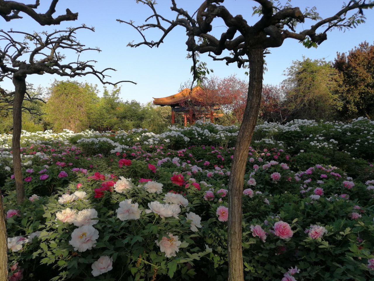 2019中國國花園_旅遊攻略_門票_地址_遊記點評,洛陽旅遊景點推薦 - 去