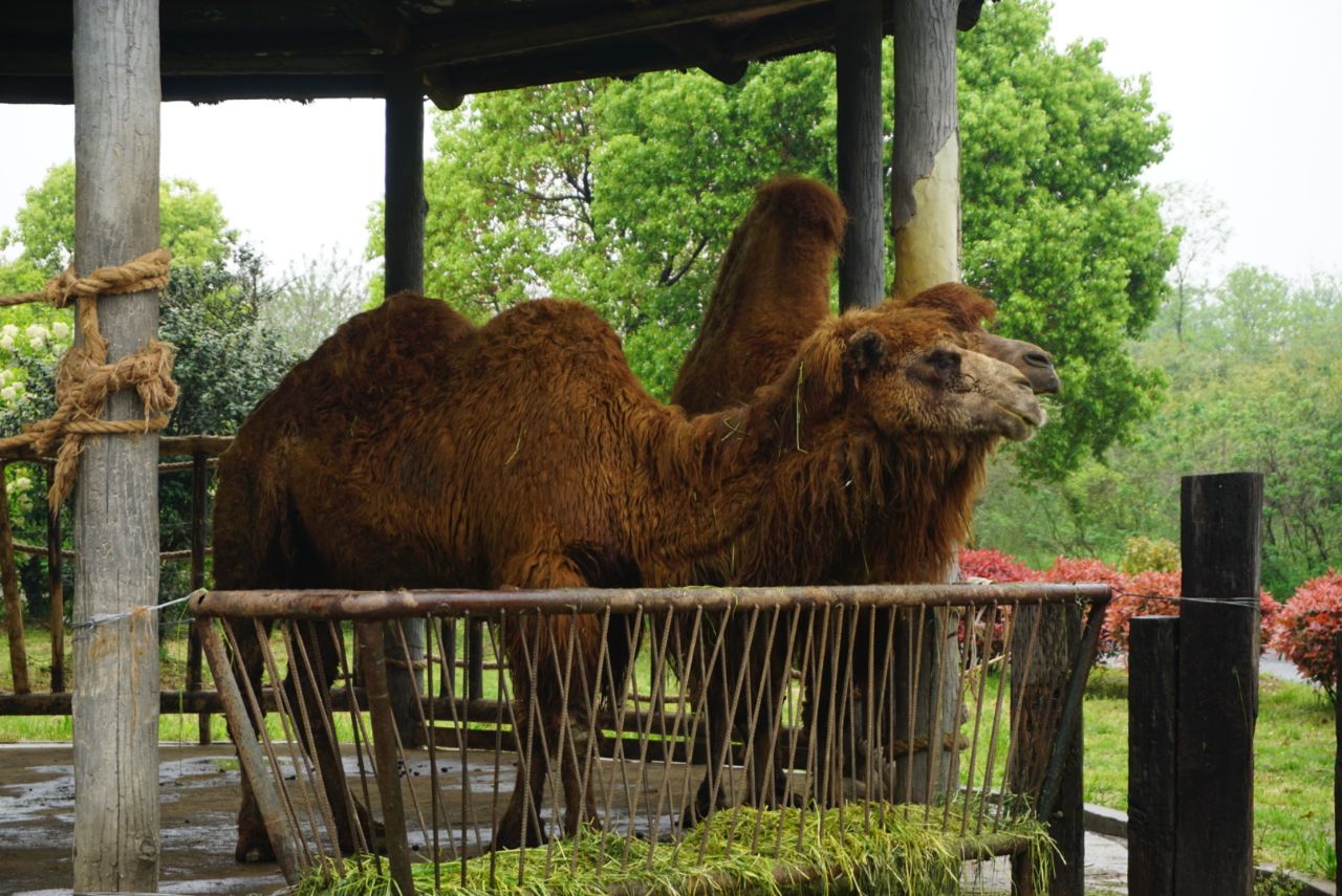 淹城野生動物世界(淹城野生動物世界官網) - 愛麗百科知識